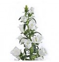 ΚΑΜΠΑΝΟΥΛΑ  ΛΕΥΚΗ  CAMPANULA  CHAMPIONS WHITE